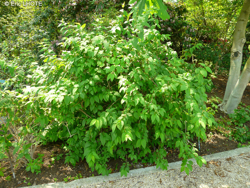 Oleaceae - Abeliophyllum distichum - Forthysia blanc