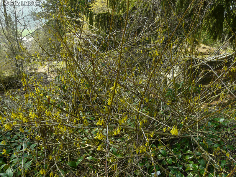 Oleaceae - Forthysia viridissima - Forthysia panaché