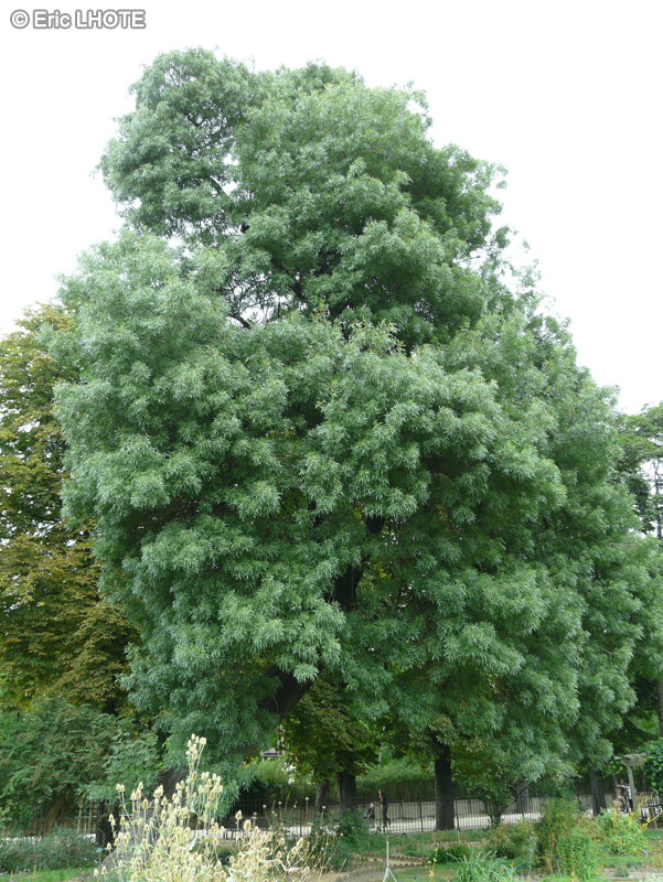 Oleaceae - Fraxinus angustifolia - Frêne à feuilles étroites, Frêne oxyphylle, Frêne du Midi
