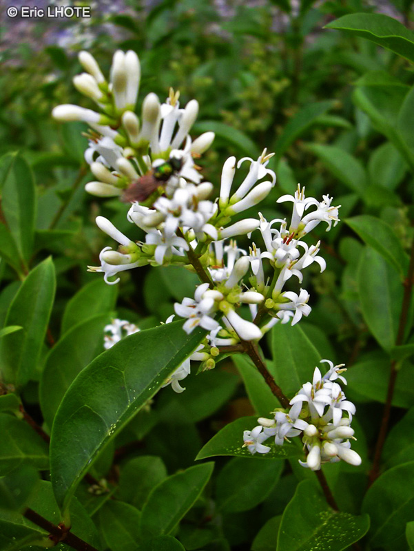 Oleaceae - Ligustrum ovalifolium - Troène de Californie