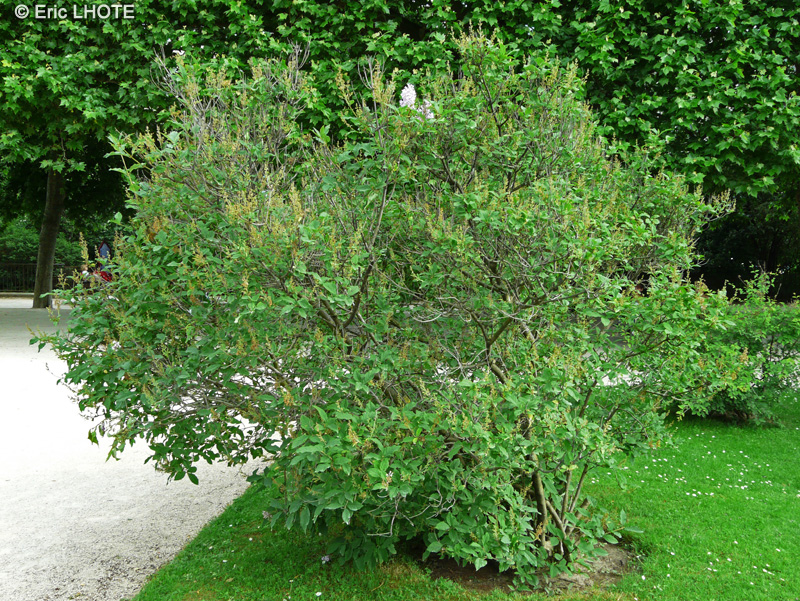 Oleaceae - Syringa josikaea - Lilas de Hongrie