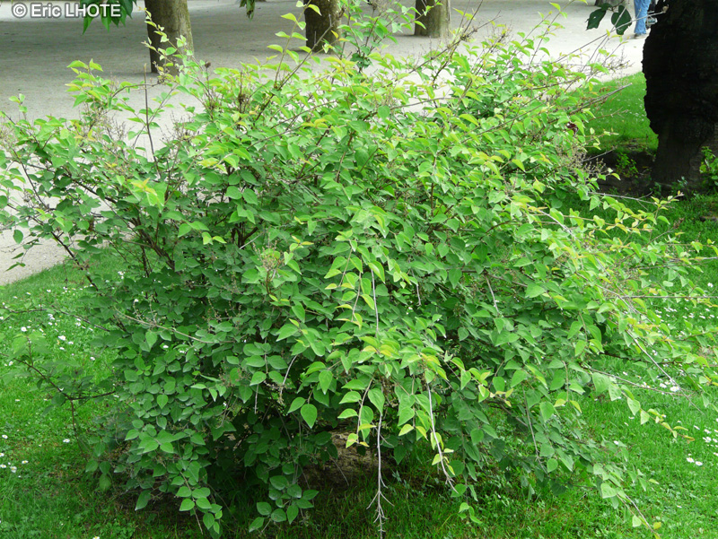 Oleaceae - Syringa microphylla - Lilas à petites feuilles