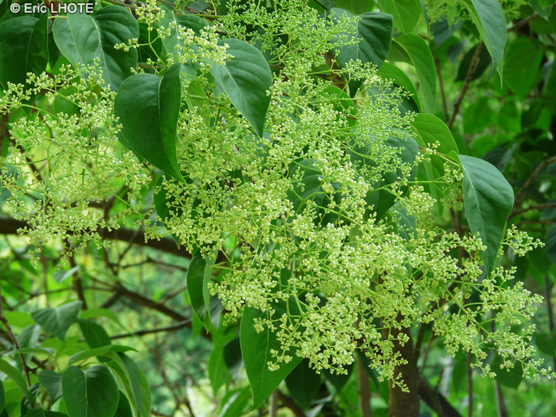 Oleaceae - Syringa pekinensis - Lilas du Japon, Lilas de Pékin