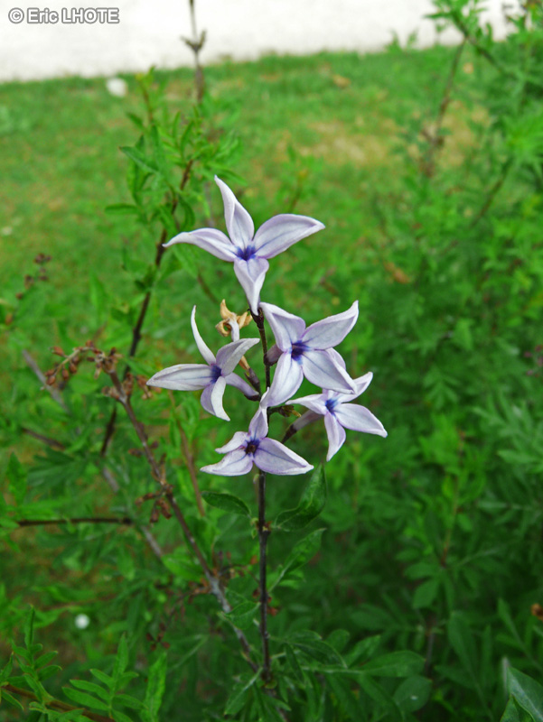 Oleaceae - Syringa persica Laciniata - Lilas de Perse