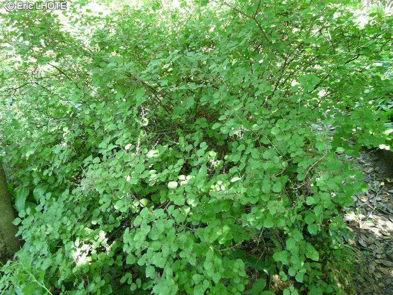 Oleaceae - Syringa pubescens ssp. patula - Lilas de Chine