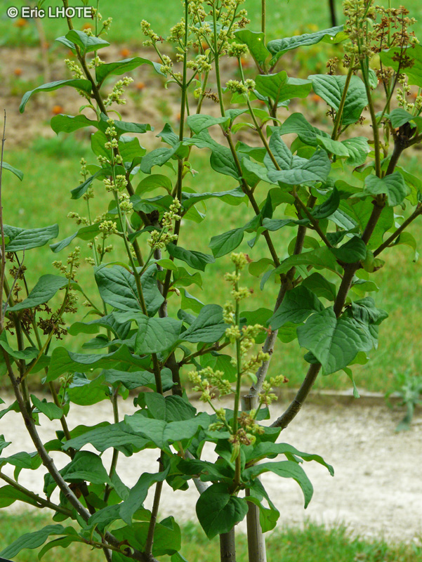 Oleaceae - Syringa villosa - Lilas velu, Lilas duveteux