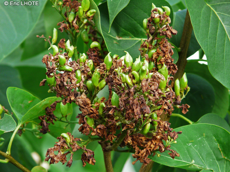 Oleaceae - Syringa vulgaris - Lilas commun