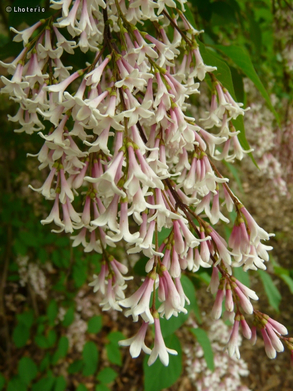 Oleaceae - Syringa x persica - Lilas de perse