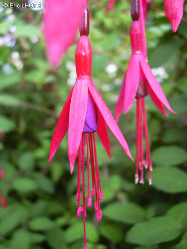  - Fuchsia magellanica - 