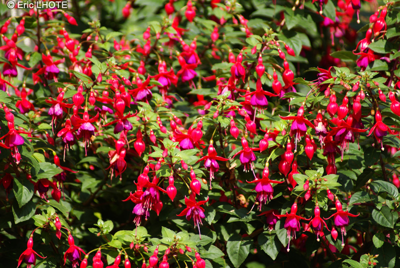 Onagraceae - Fuchsia magellanica - Fuchsia de Magellan