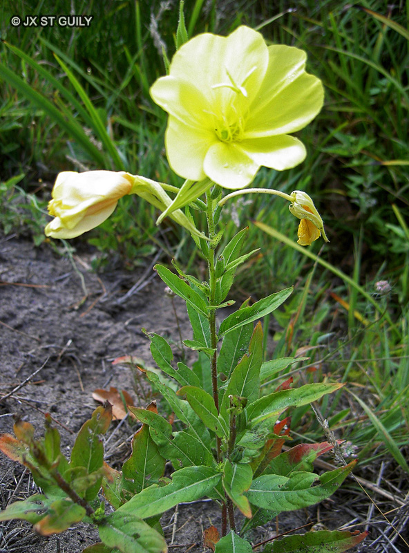 Onagraceae - Oenothera biennis - Onagre bisannuelle
