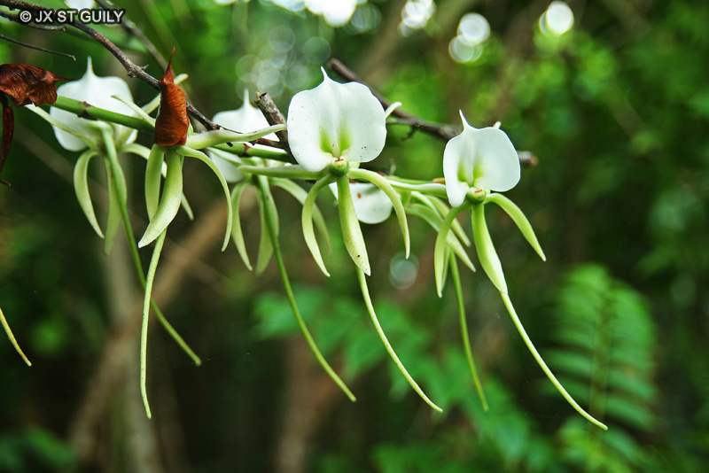 Orchidaceae - Angraecum eburneum - Angrec superbe, Faham, Petite Comète, Corne de bouc