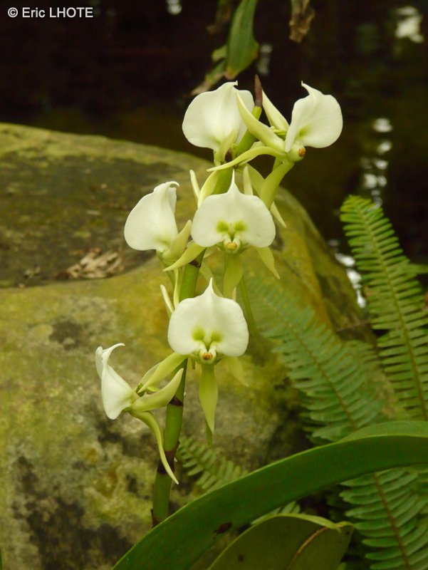 Orchidaceae - Angraecum gyriamae - Angrec