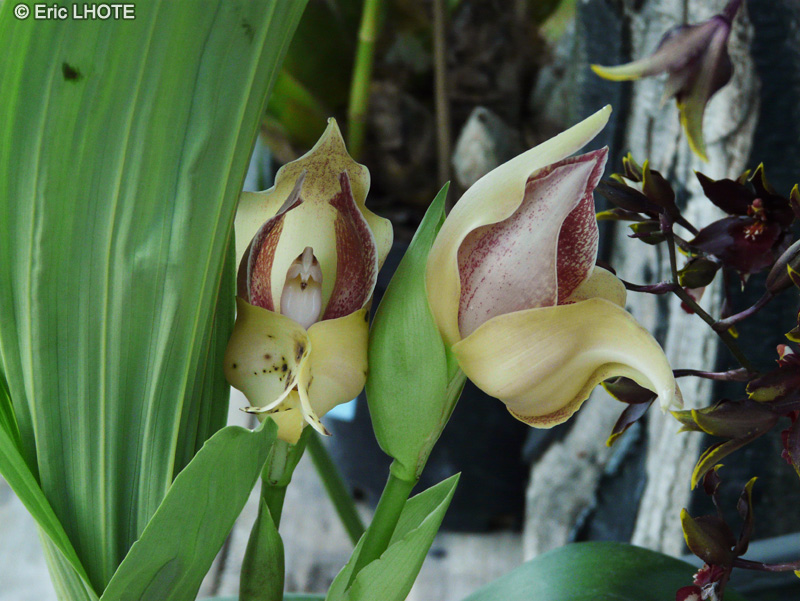 Orchidaceae - Anguloa clifftonii x virginalis - Orchidée Tulipe