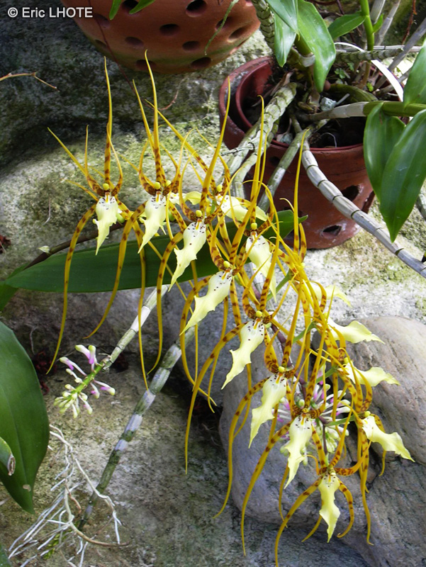 Orchidaceae - Brassia arcuigera - Orchidée araignée