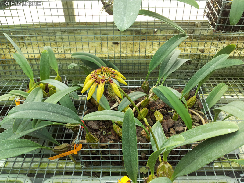  - Bulbophyllum pulchrum - 