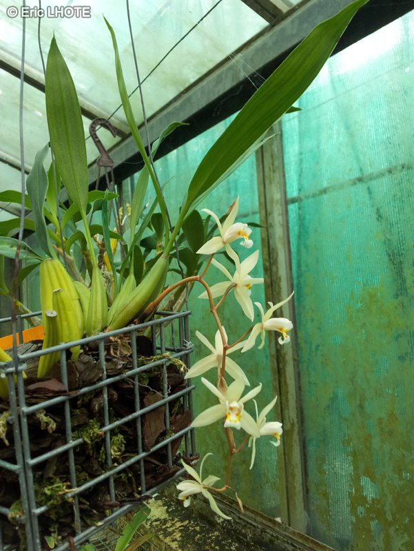 Orchidaceae - Coelogyne flaccida - Coelogyne