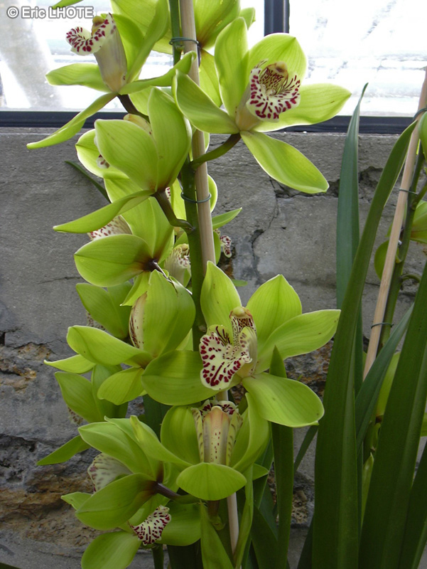 Orchidaceae - Cymbidium hookerianum - Orchidée papillin