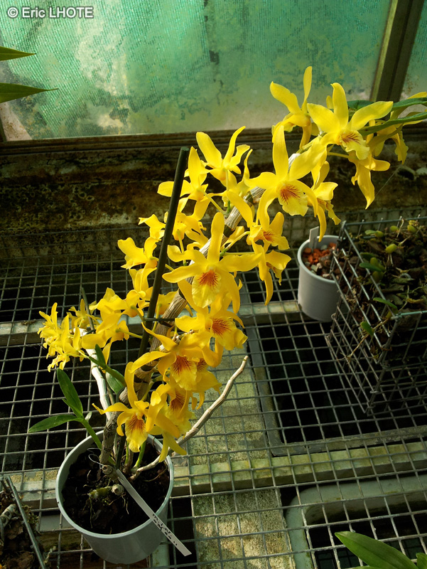 Orchidaceae - Dendrobium nobile - Dendrobium noble, Orchidée Bambou
