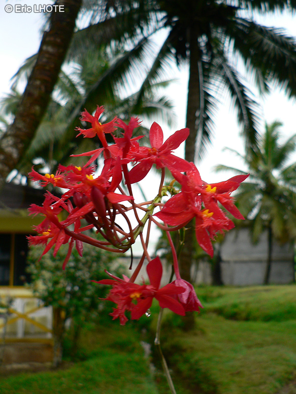  - Epidendrum ibaguense - 