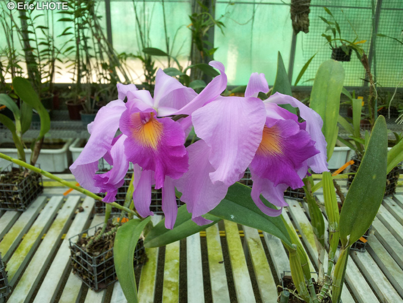 Orchidaceae - Laeliocattleya Pujetii - Laeliocattleya