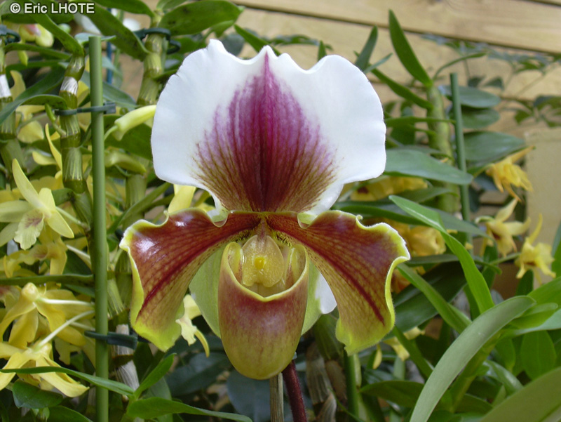 Orchidaceae - Paphiopedilum Les Landes - Sabot de Vénus