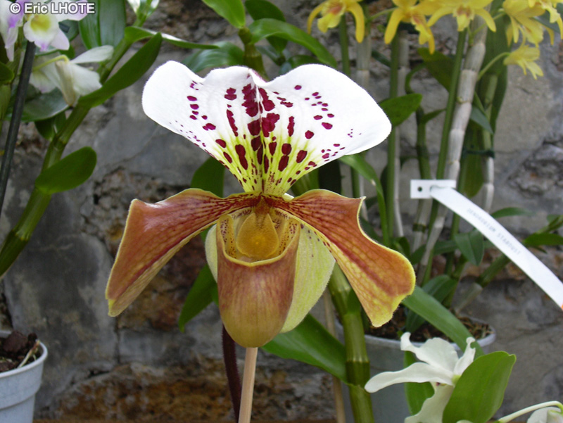 Orchidaceae - Paphiopedilum henryanum - Sabot de Vénus