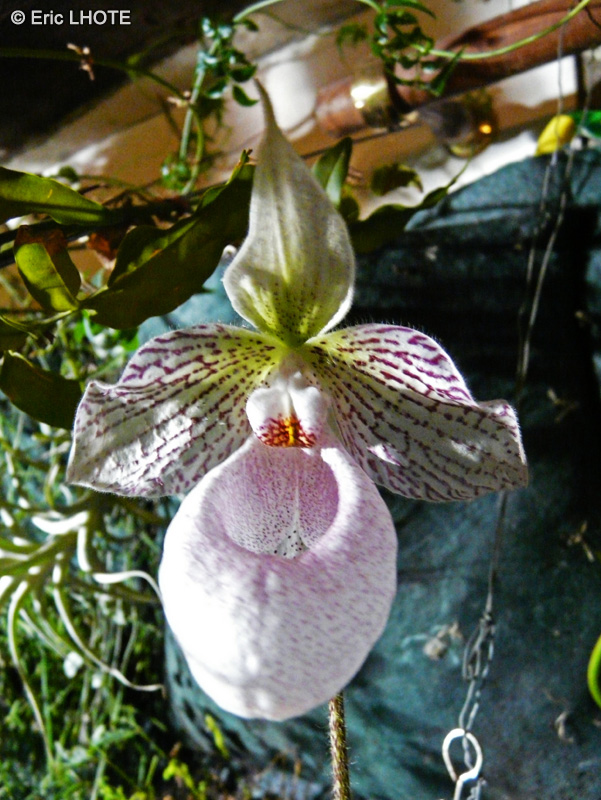 Orchidaceae - Paphiopedilum micranthum x Malipoense - Sabot de Vénus