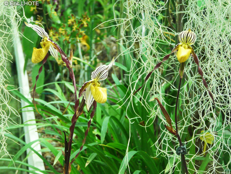 Orchidaceae - Paphiopedilum philippinense var. Roebelenii - Sabot de Vénus