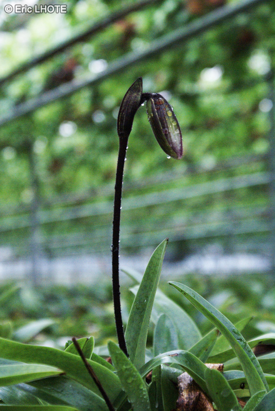 Orchidaceae - Paphiopedilum venustum - Sabot de Vénus