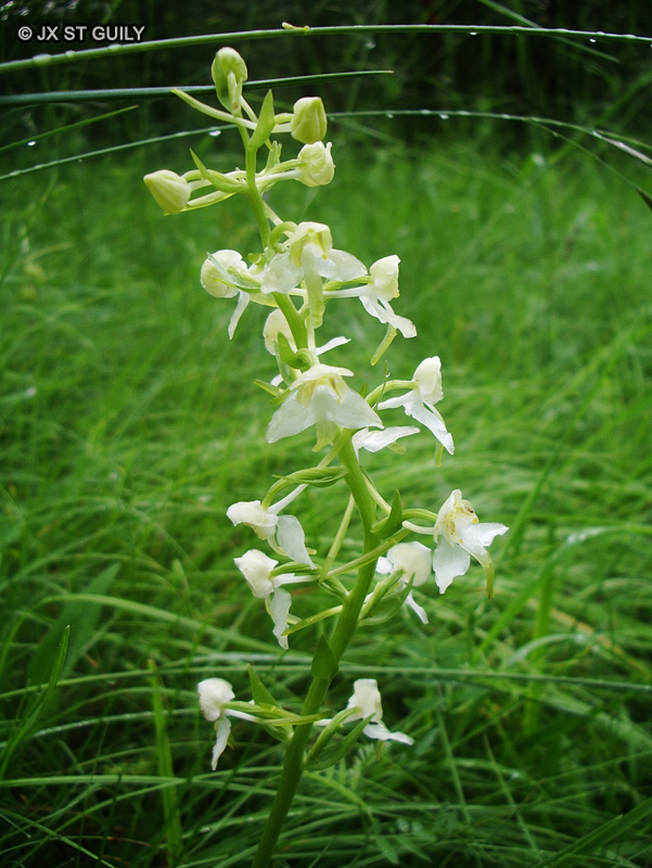 Orchidaceae - Platanthera chlorantha - Platanthère à fleurs vertes, Platanthère verdâtre