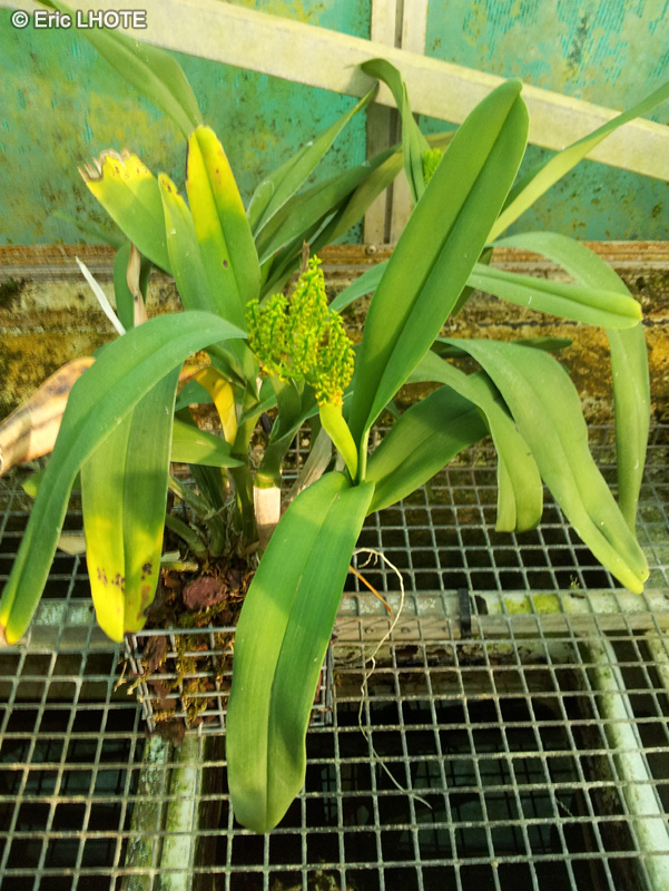 Orchidaceae - Polystachya paniculata - Polystachya