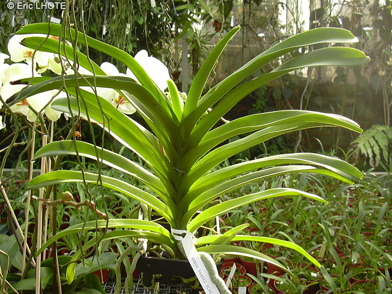 Orchidaceae - Vanda Sansai Blue - Vanda