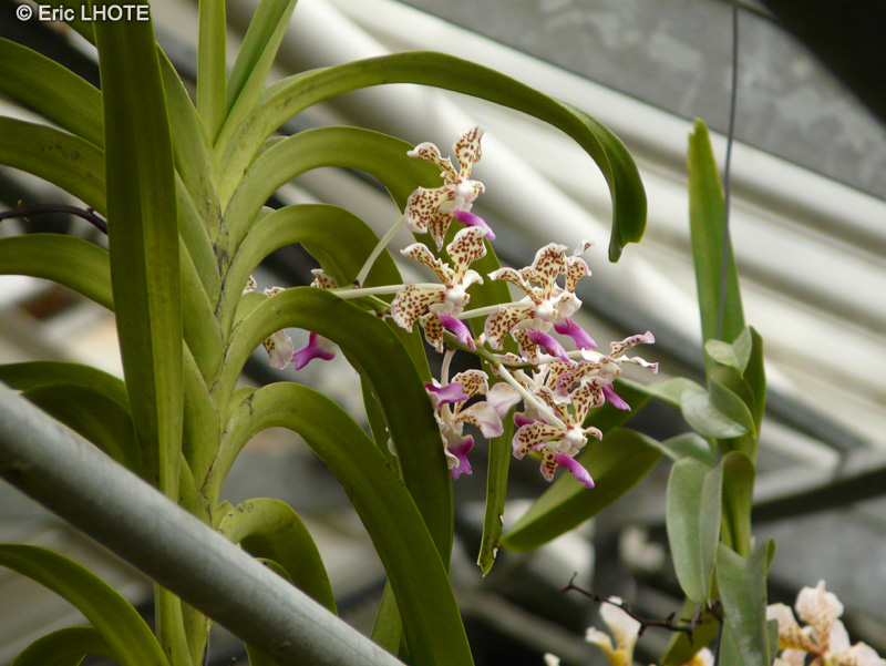 Orchidaceae - Vanda tricolor, Vanda suavis - Vanda