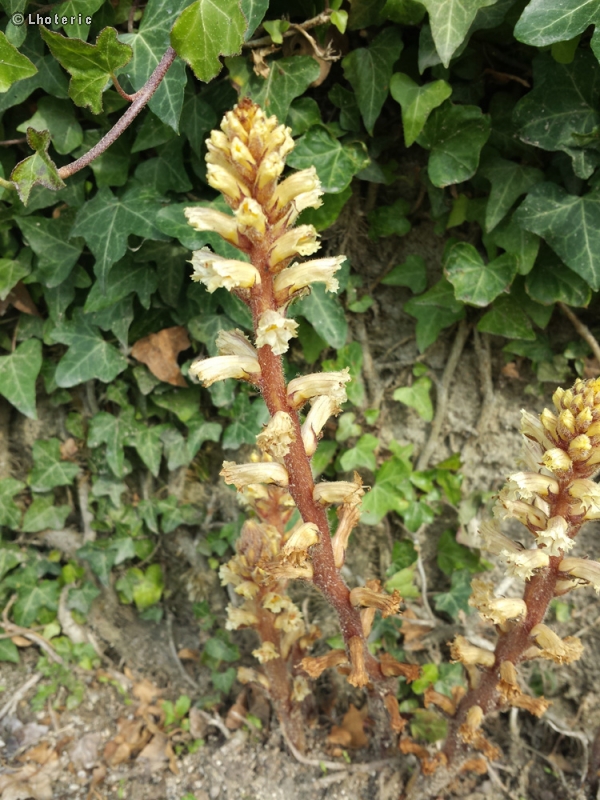 Orobanchiaceae - Orobanche hederae - Orobanche du lierre