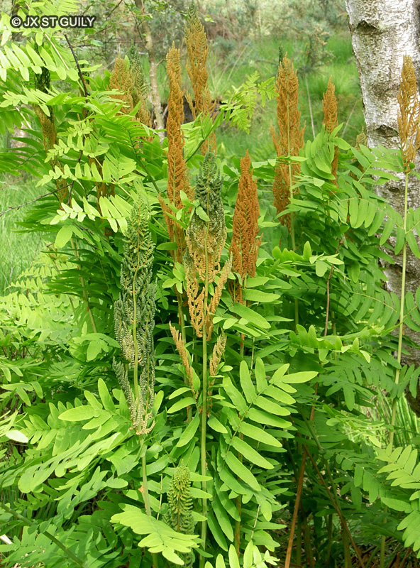  - Osmunda regalis - 