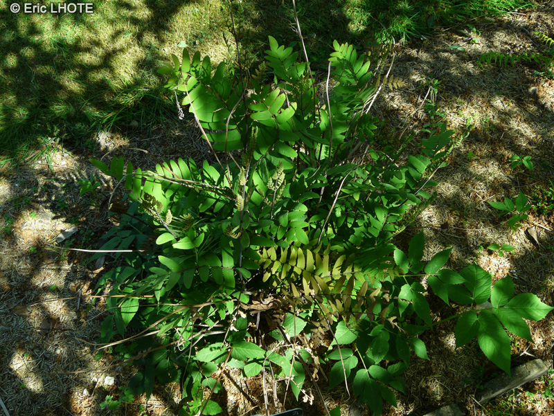 Osmundaceae - Osmunda regalis - Osmonde royale, Foug&egrave;re royale