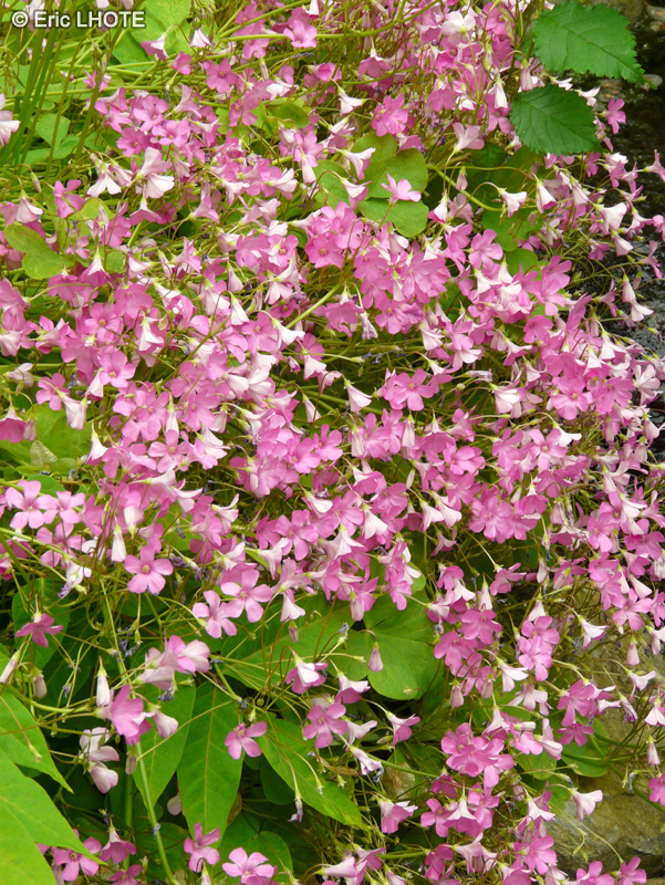 Oxalidaceae - Oxalis purpurea - Oxalis pourpre