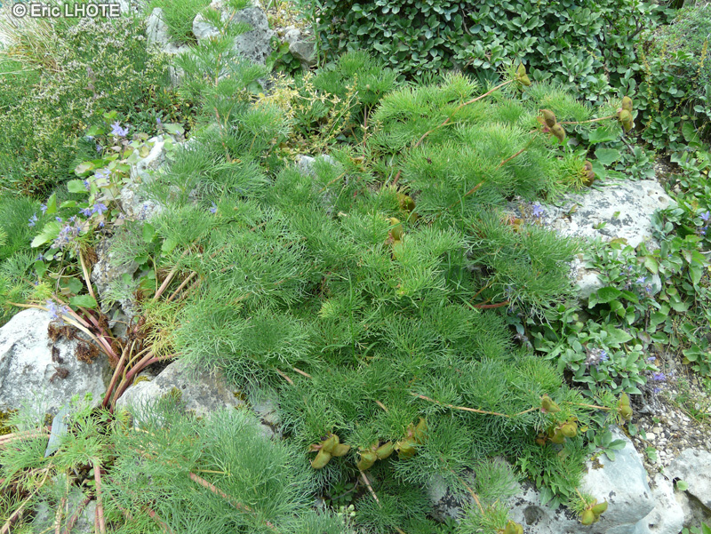 Paeoniaceae - Paeonia biebersteiniana - Pivoine du Caucase
