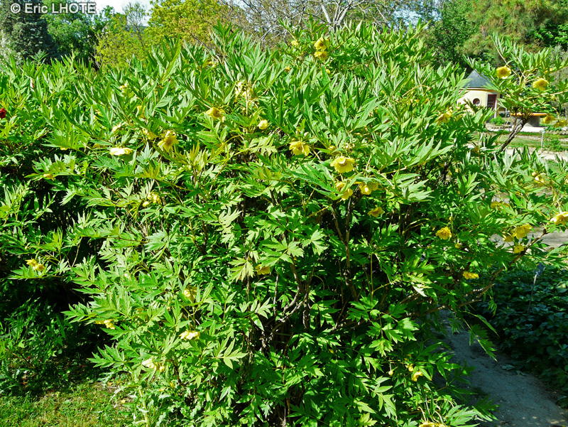 Paeoniaceae - Paeonia lutea - Pivoine arbustive, Pivoine en arbre