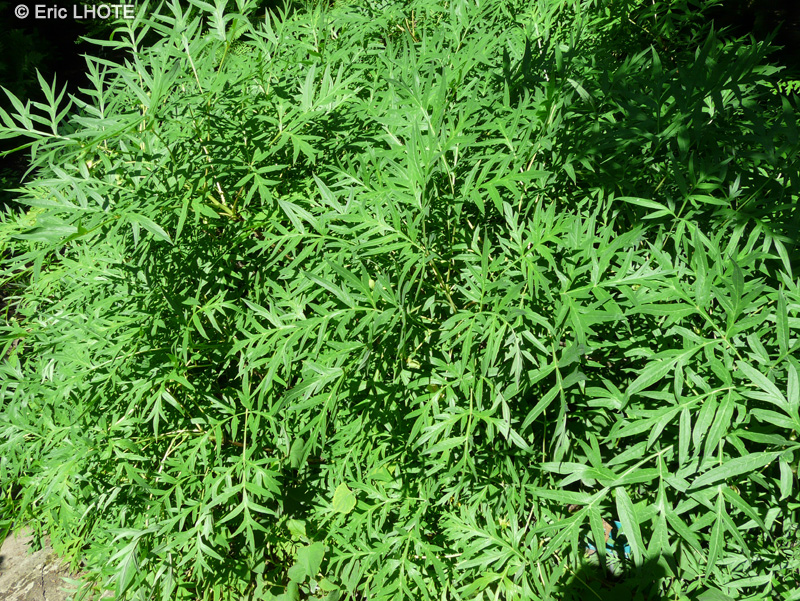 Paeoniaceae - Paeonia officinalis - Pivoine officinale, Pivoine commune