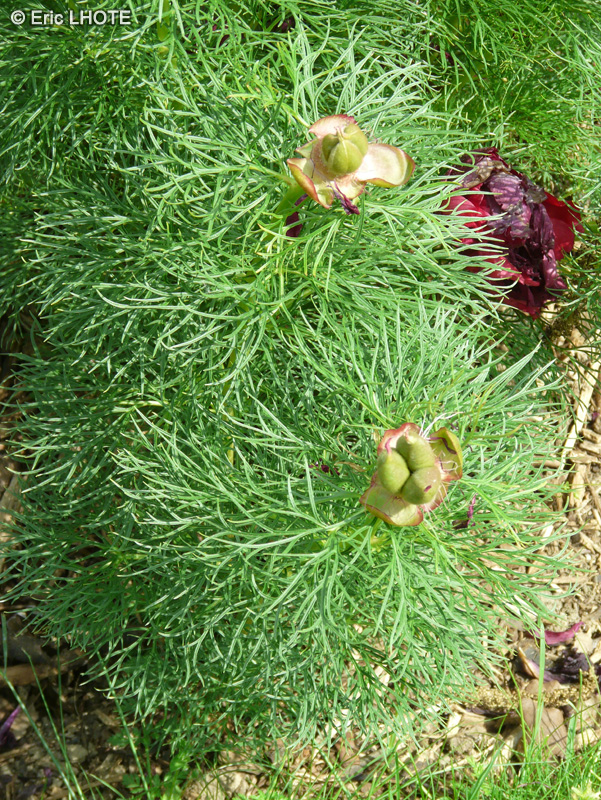 Paeoniaceae - Paeonia tenuifolia - Pivoine à feuilles étroites