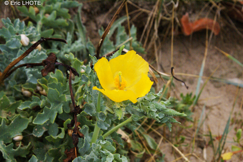 Papaveraceae - Glaucium flavum - Pavot cornu, Glaucie jaune, Glaucienne jaune, Glaucie cornue