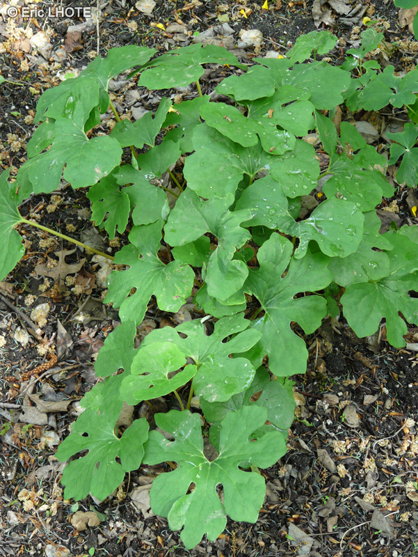 Papaveraceae - Sanguinaria canadensis - Sanguinaire du Canada
