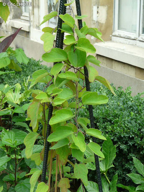 Passifloraceae - Passiflora holosericea, Passiflora reticulata - Passiflore