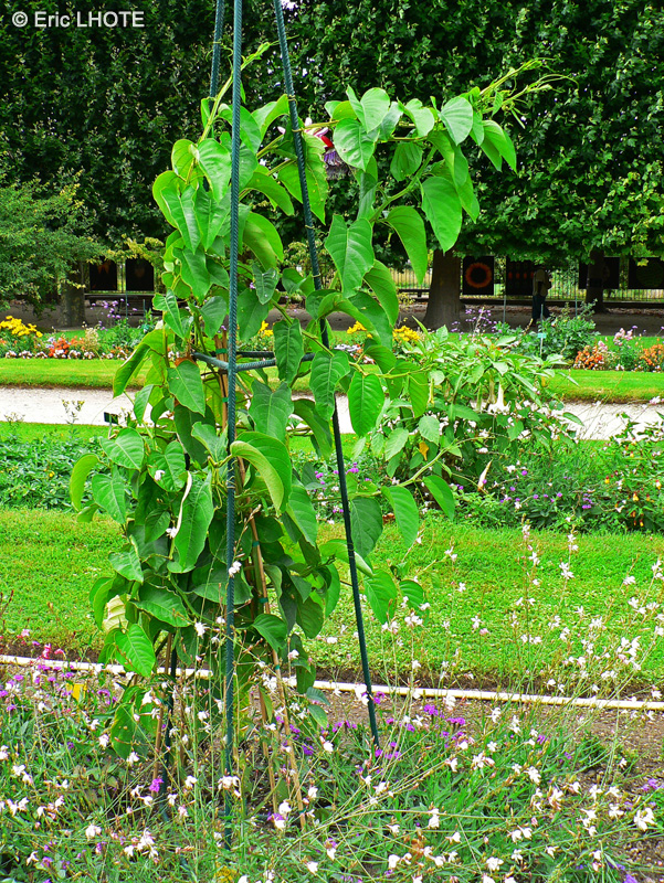  - Passiflora incarnata, Passiflora alata - 