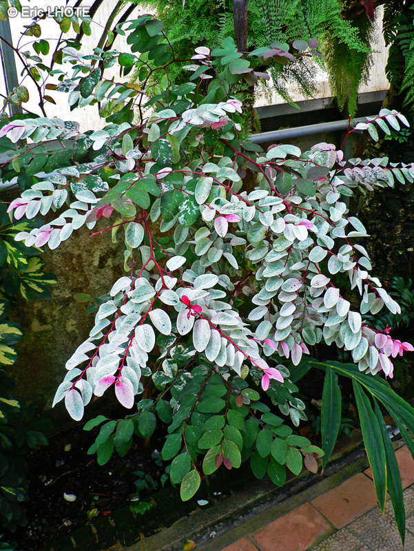Phyllanthaceae - Breynia disticha - Buisson des neiges