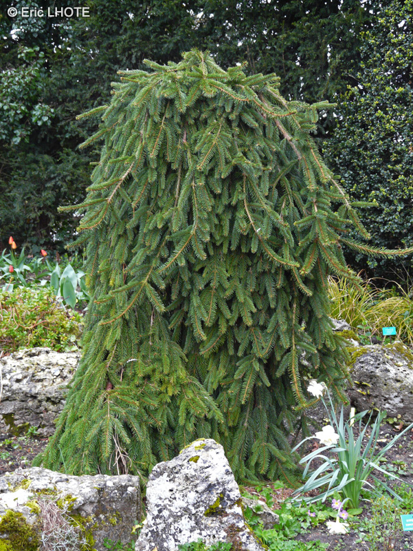 Pinaceae - Picea abies Inversa - Sapin inversé