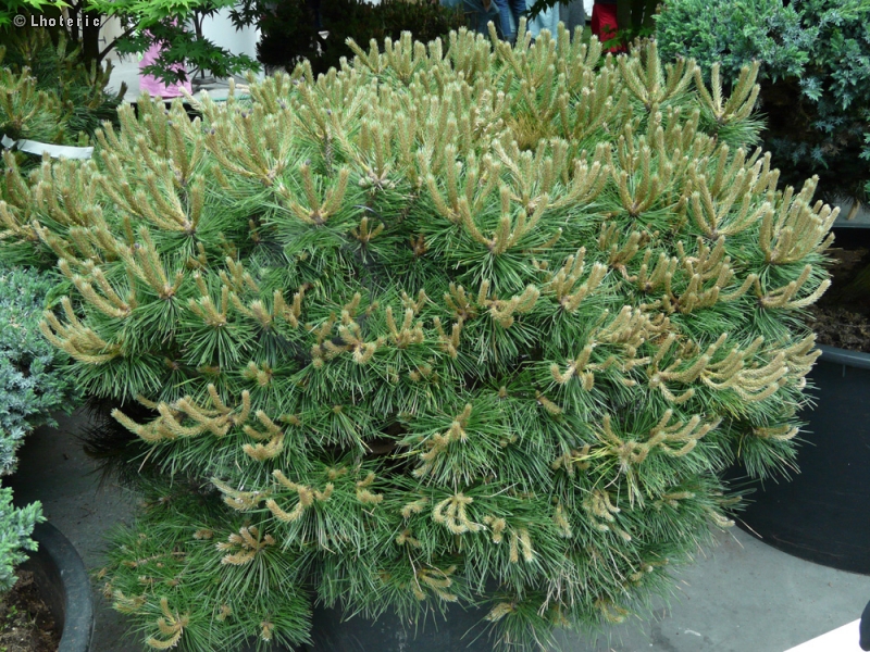 Pinaceae - Pinus nigra Pierrick Bregeon - Pin noir