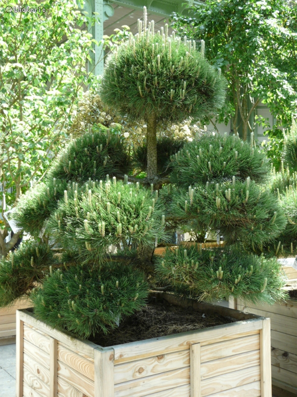  - Pinus nigra austriaca - 